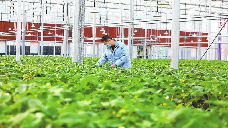 成都绿色食品生产：探寻品质与安全的守护者