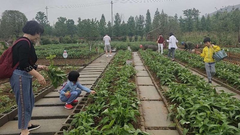 种植合作社保底分红：如何保障农民收益与合作社稳定发展**