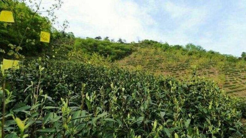 粮食种子适合哪些地区种植