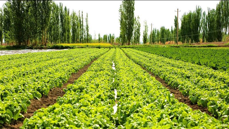 中药材种植技术规范：科学种植，保障药材品质