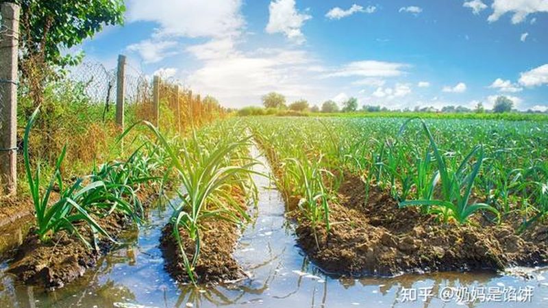 上海亲子采摘园：如何挑选最适合家庭的活动场所