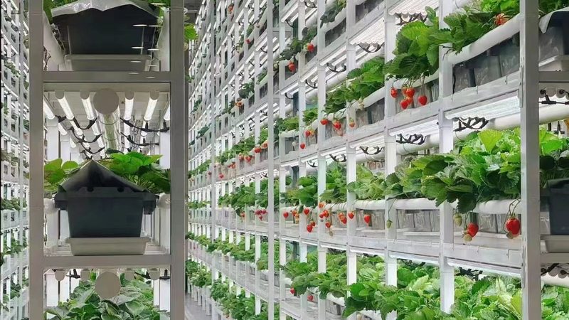 农产品出口报关HS编码归类